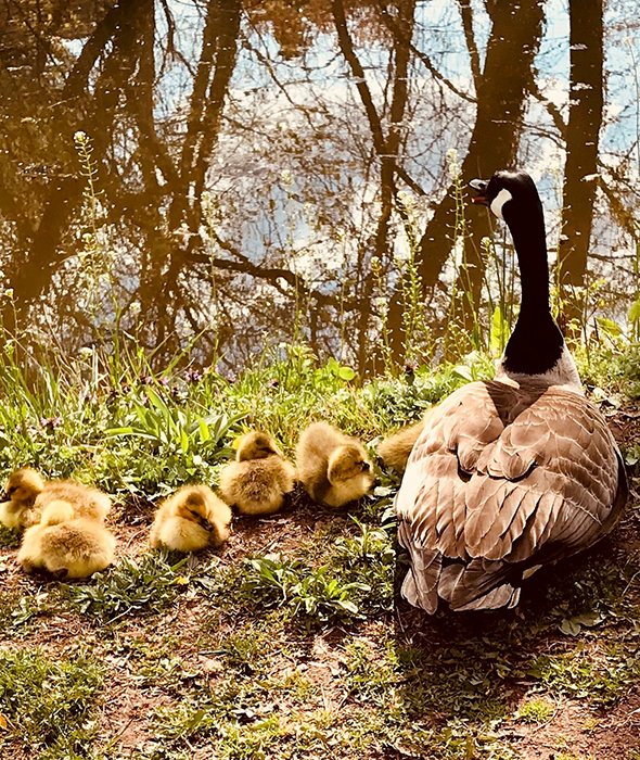 A family of geese along the Delaware Canal in Yardley, Pa. by Howard Glatter.